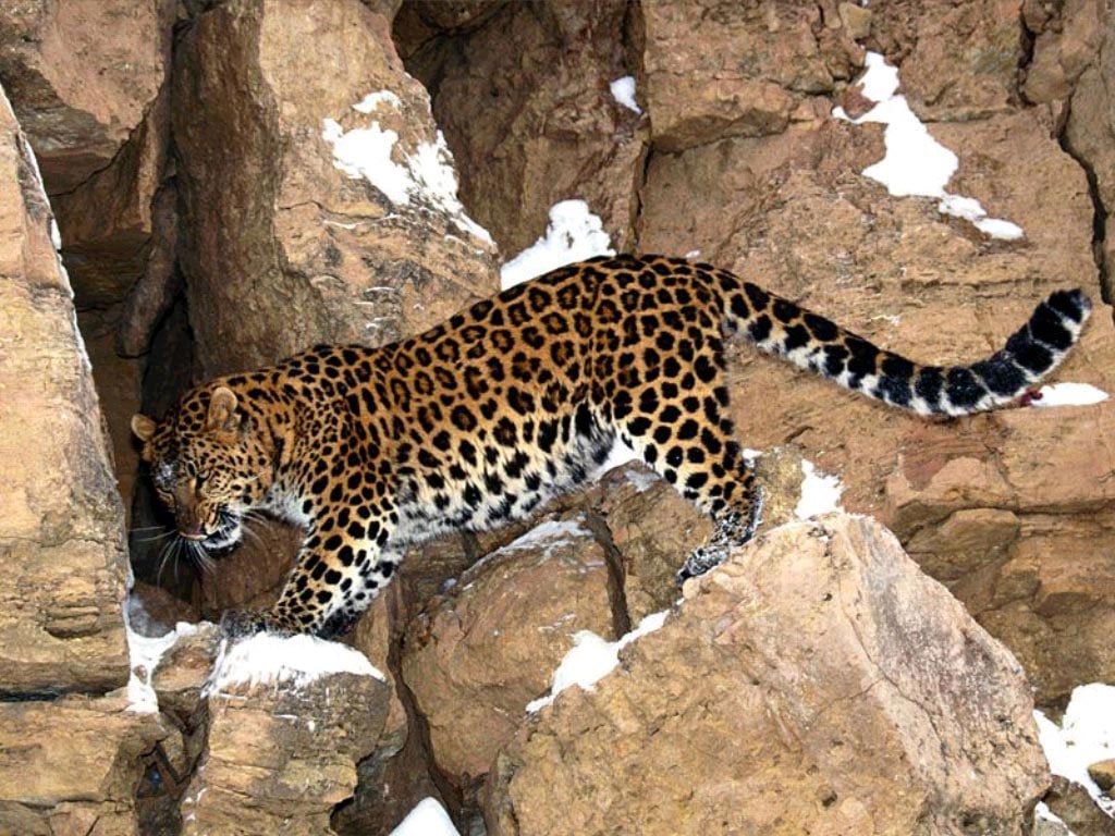 Леопард (Panthera pardus), фото фотография картинка обои 