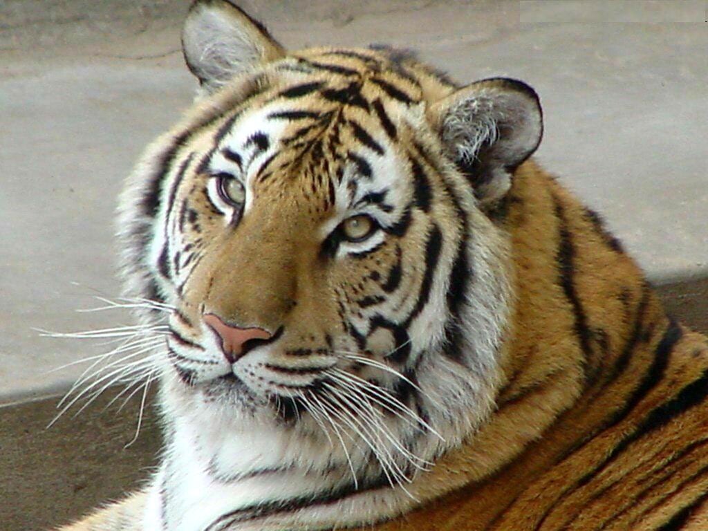 Амурский тигр фото, фото фотография картинка обои 