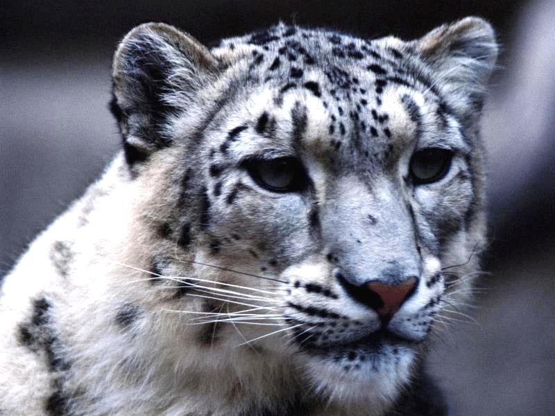 Снежный леопард (Uncia uncia) фото, фото фотография картинка обои 