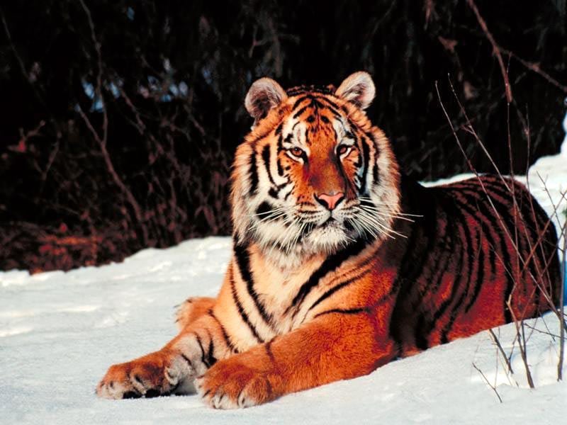   (Panthera tigris altaica),     