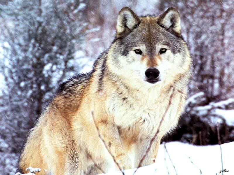 Волк, или серый волк (Canis lupus), фото хищники собачьи фотография картинка
