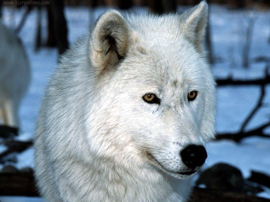 Полярный волк (Canis lupus tundrarum) фото, фото фотография картинка обои 