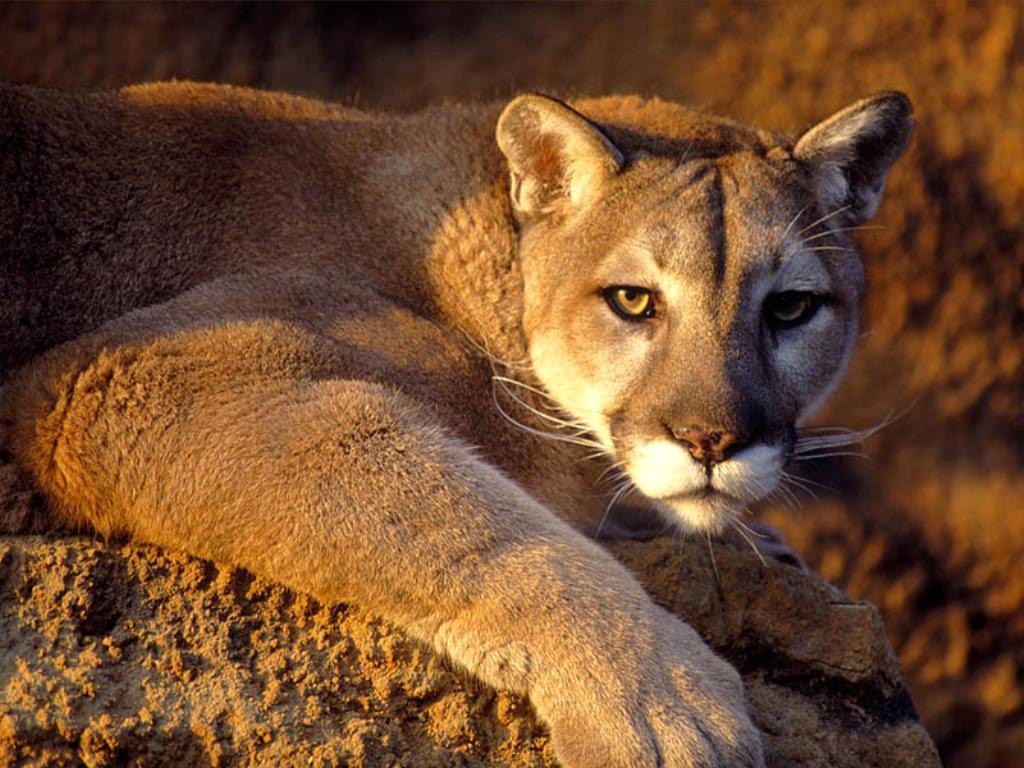 Пума (Puma concolor) фото, фото фотография картинка обои 