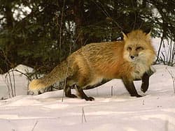 рыжая лиса, лисица