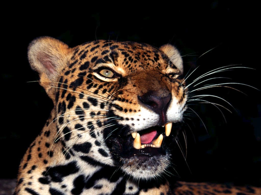  (Panthera pardus),    