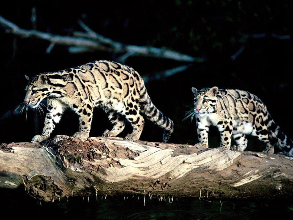 Дымчатые леопарды, фото фотография картинка обои 
