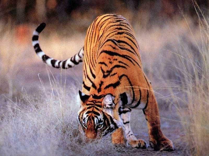 Китайский тигр (Panthera tigris amoyensis), фото фотография картинка обои 