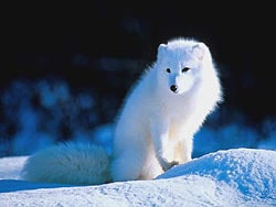 песец, полярная лиса