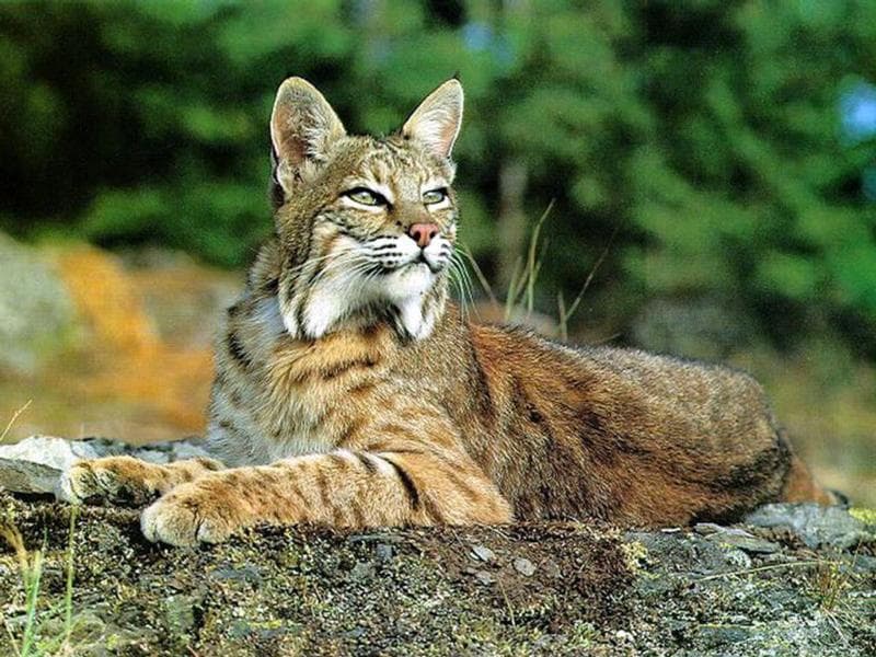   (Lynx lynx),     