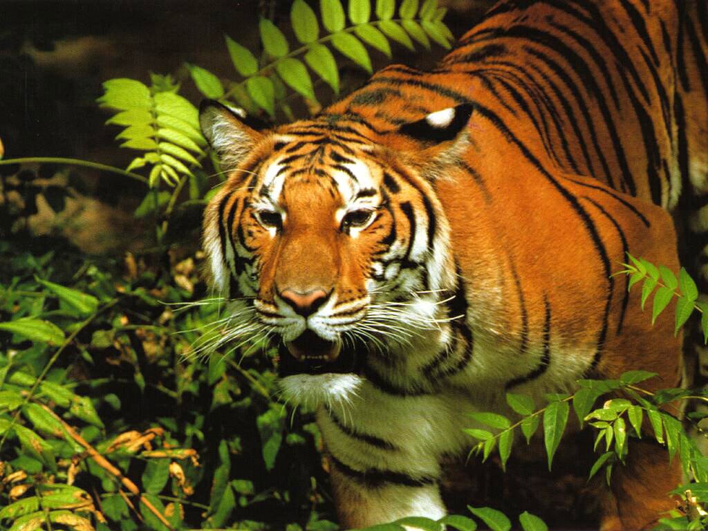 Тигр в джунглях, фото фотография картинка обои 