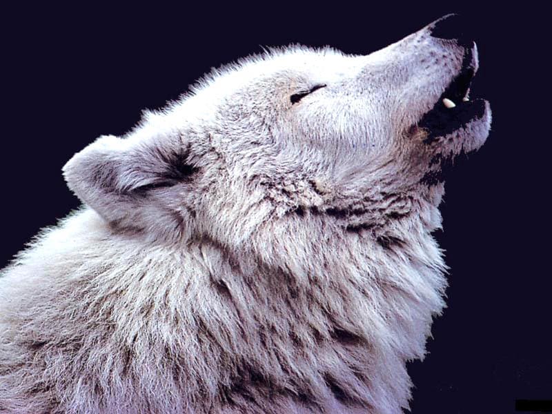 Воющий полярный волк, фото обои, фотография картинка