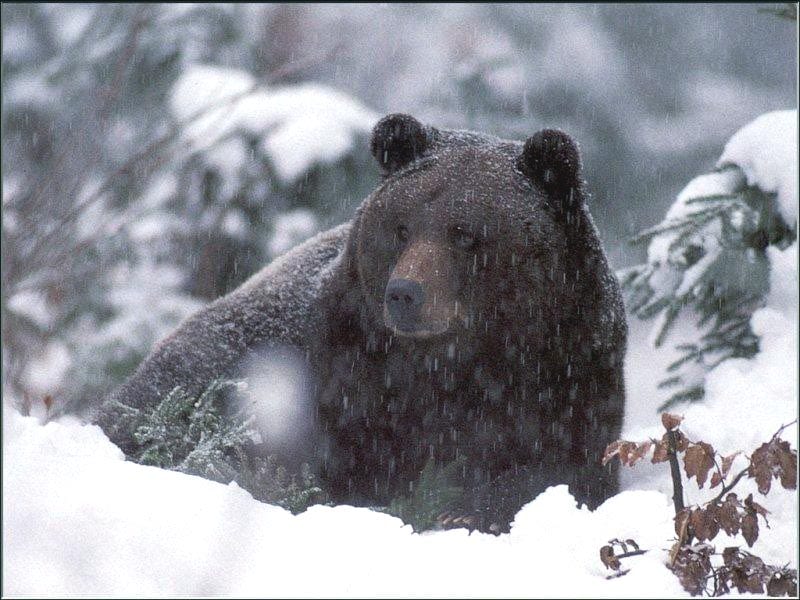 Бурый медведь зимой, фото фотография картинка обои 