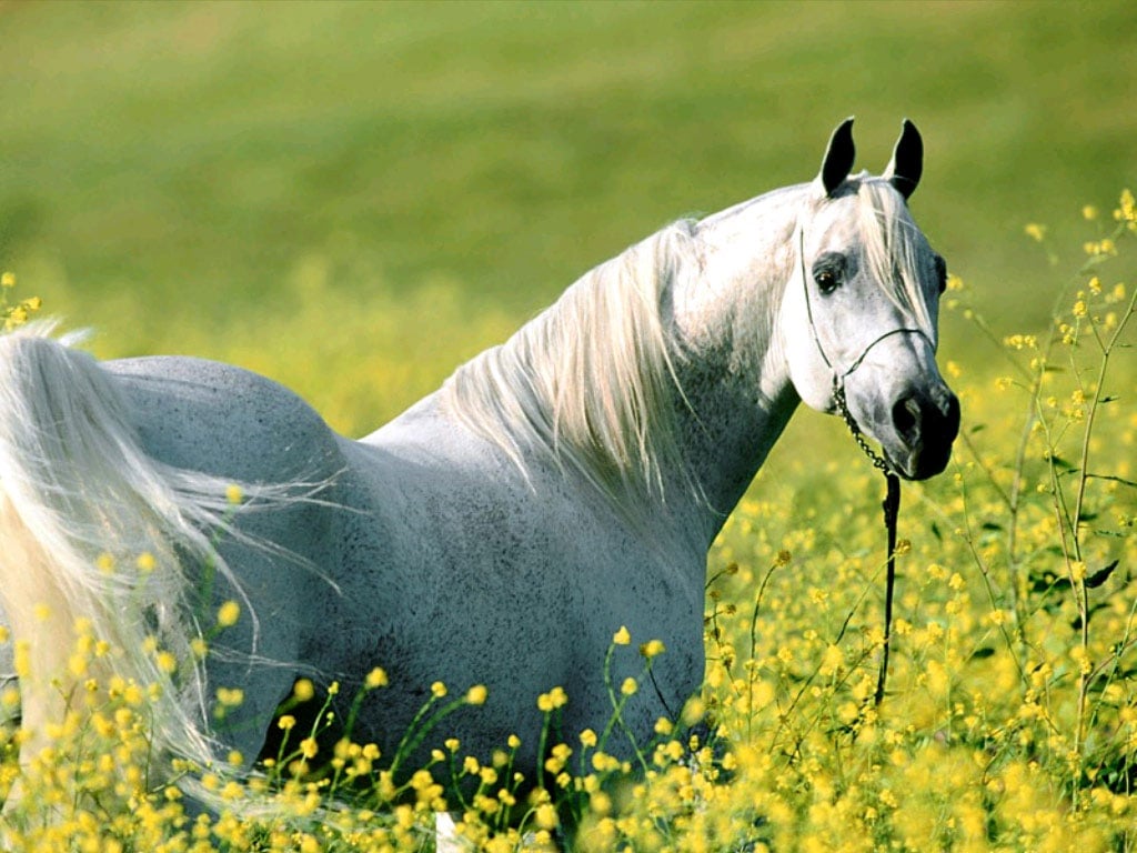 Арабская лошадь в поле, фотообои, фото обои, фотография картинка
