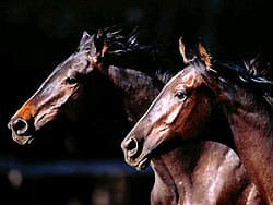 лошади