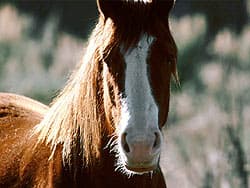 лошадь
