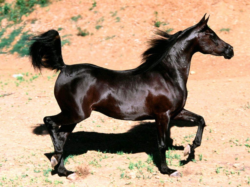 Арабская черная лошадь, фотообои, фото обои, фотография картинка