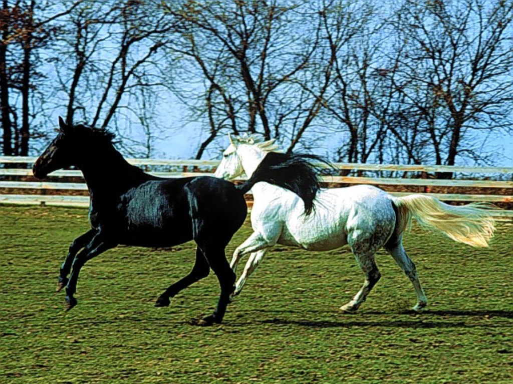 Белая и черная лошади, фотообои, фото обои, фотография картинка