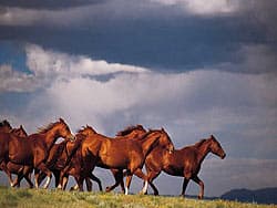 бегущие лошади