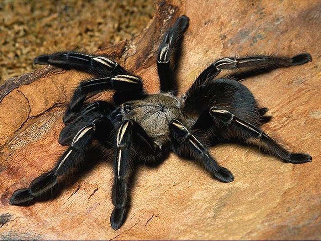   (Skeleton tarantula),     
