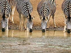 зебры у водопоя