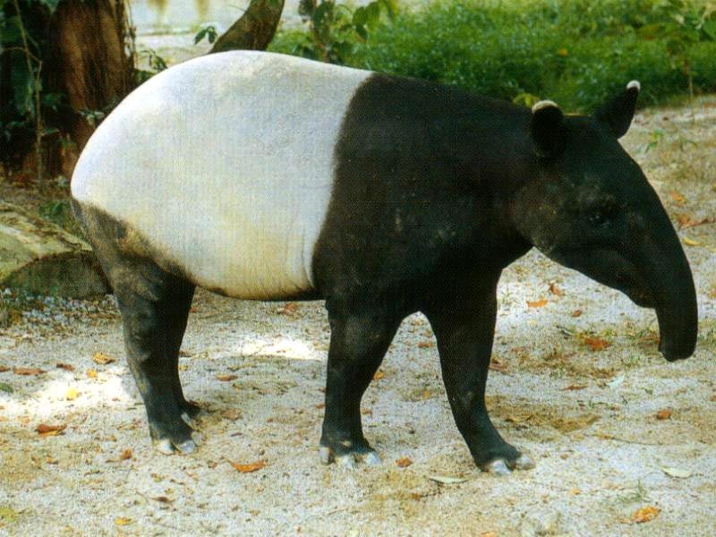   (Tapirus indicus),     