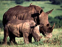 носороги