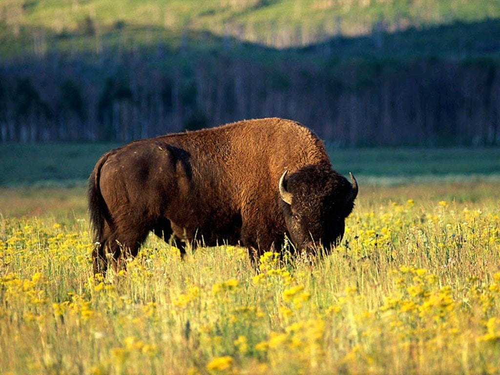  (Bison bison),     