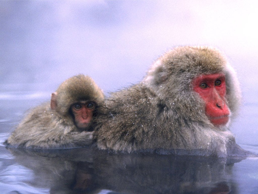 Японские макаки греются в воде, фото фотография картинка обои 