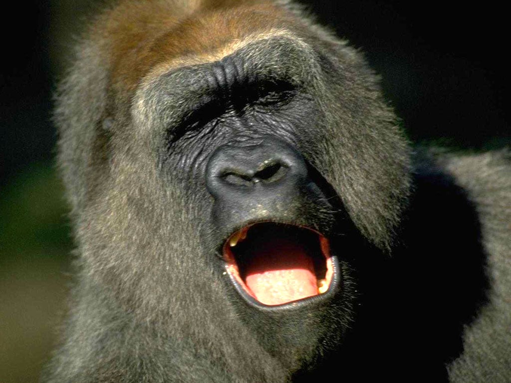    (Gorilla gorilla) ,  , 