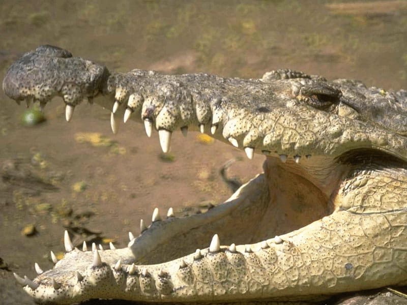 Крокодил с открытой пастью, фотообои, фото обои, фотография