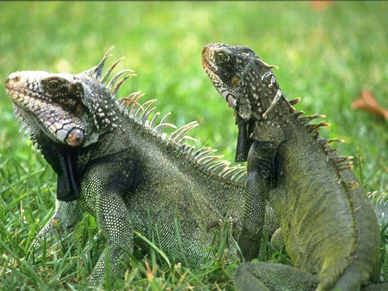 Зеленые игуаны (Iguana iguana), фото фотография картинка обои 