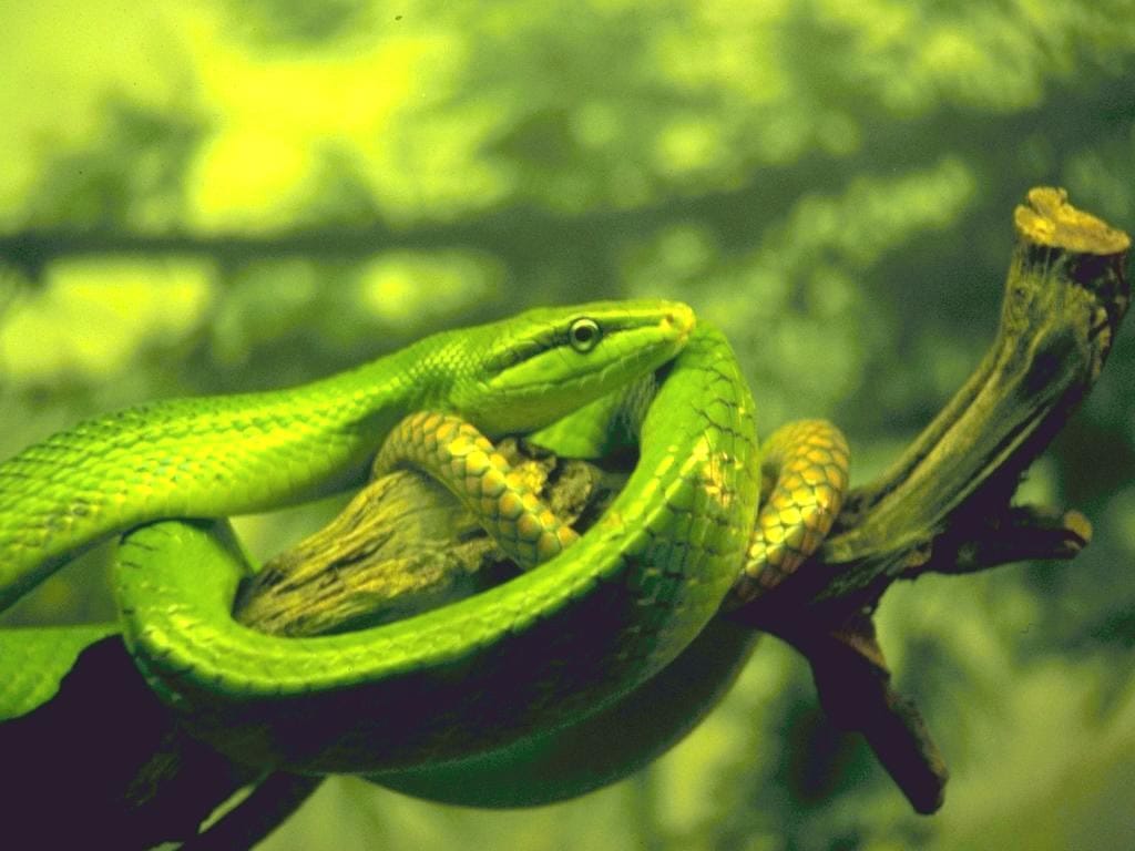 Зелёный полоз, или смарагдовый полоз (Gonyosoma oxycephalum), фото фотография картинка обои 
