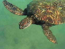морская или зеленая черепаха