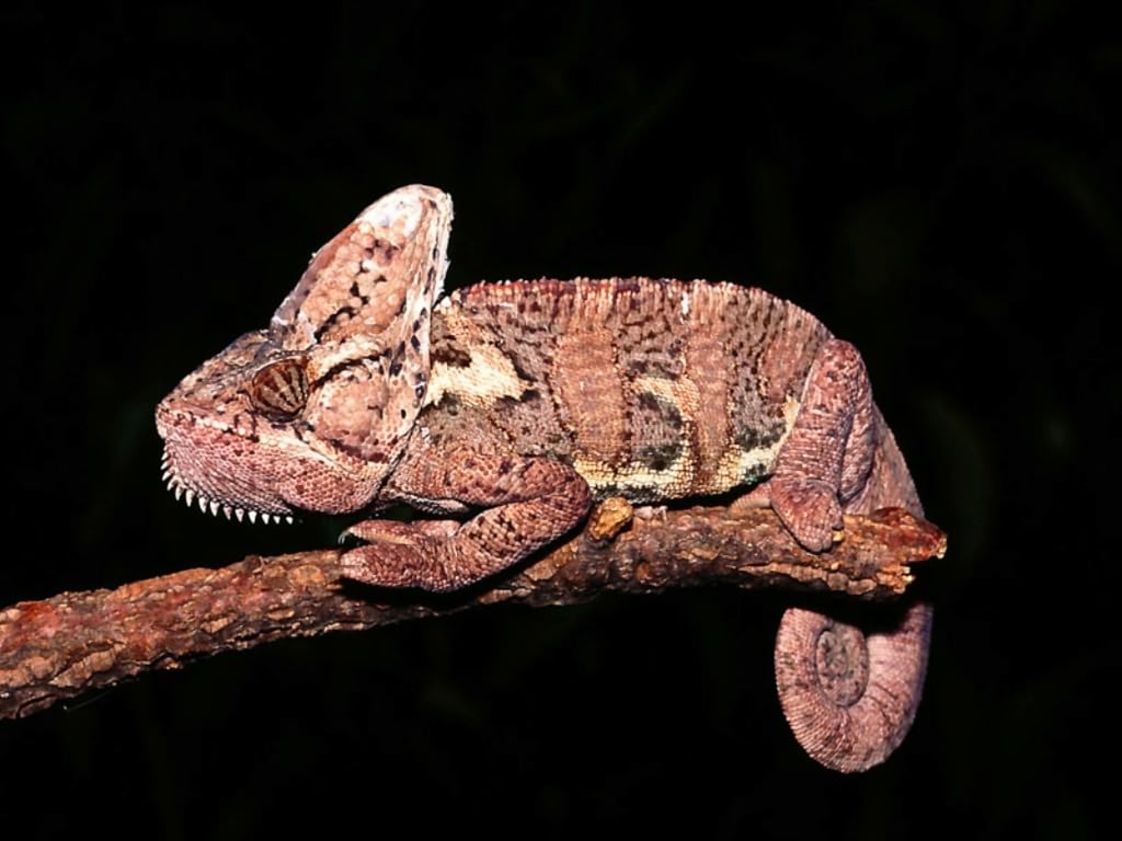 Йеменский хамелеон (Chamaeleo calyptratus), фото фотография картинка обои 