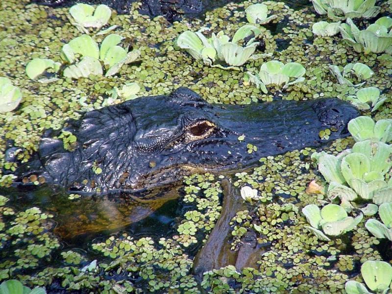 Миссисипский аллигатор (Alligator mississippiensis), фотообои, фото обои, фотография