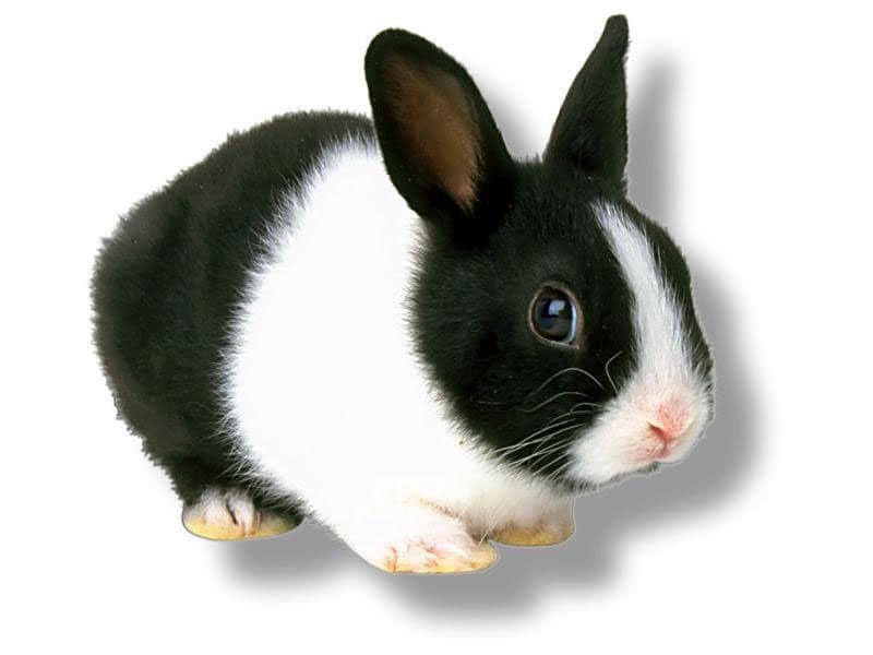 Карликовый кролик, фотообои, фото обои, фотография