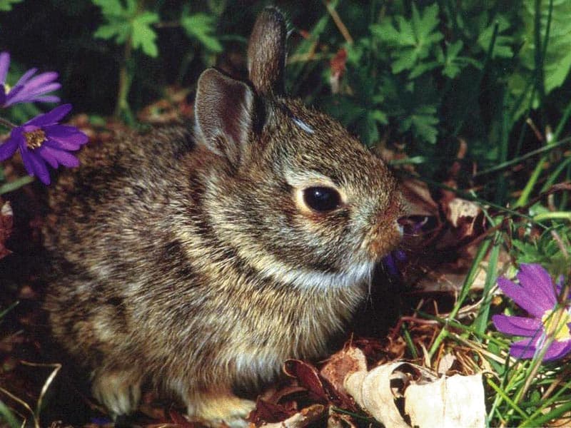 Европейский кролик (Oryctolagus cuniculus), фотообои, фото обои, фотография