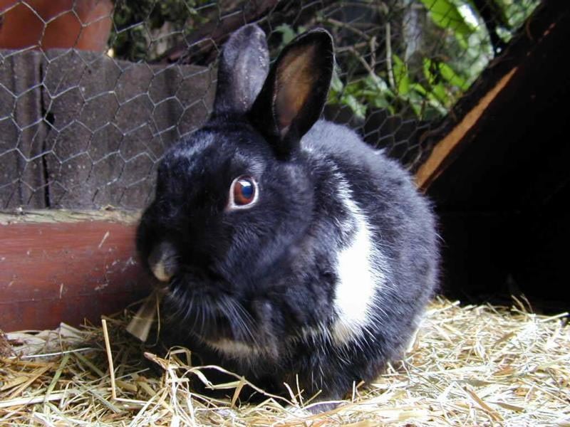 Карликовый кролик, фото фотография картинка обои 