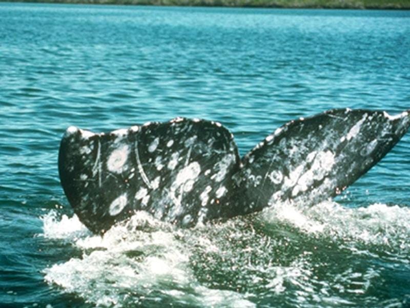 Хвост кита фотообои, фото обои, фотография