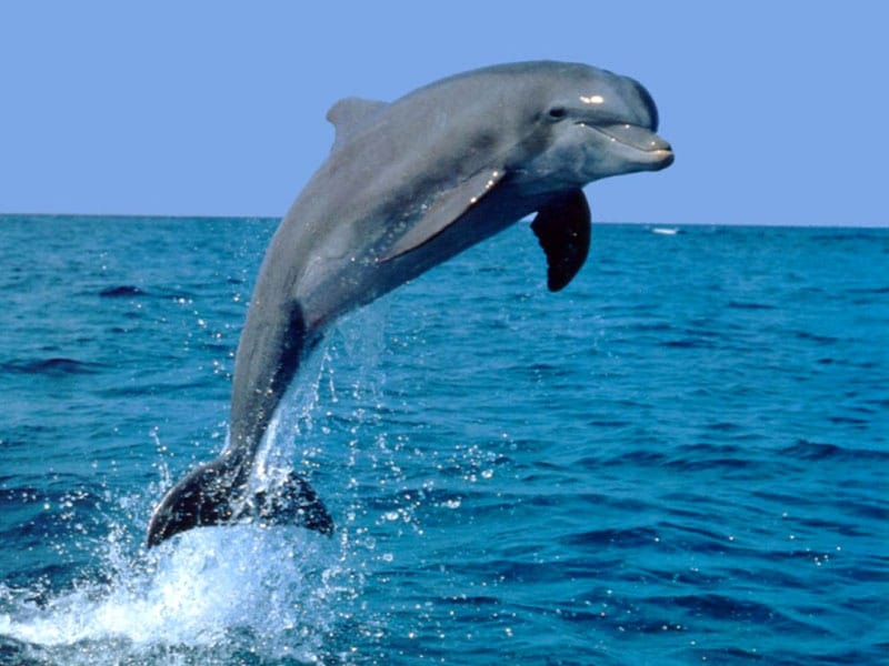 Выпрыгивающий из воды дельфин, фото фотография картинка обои 