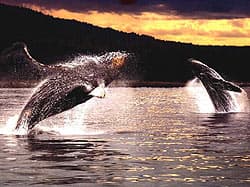 киты выпрыгивают из воды