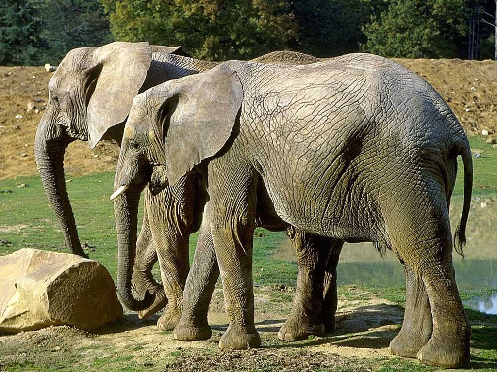 Африканские слоны, фото фотография картинка обои 