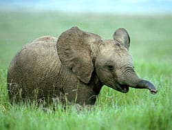 слоненок