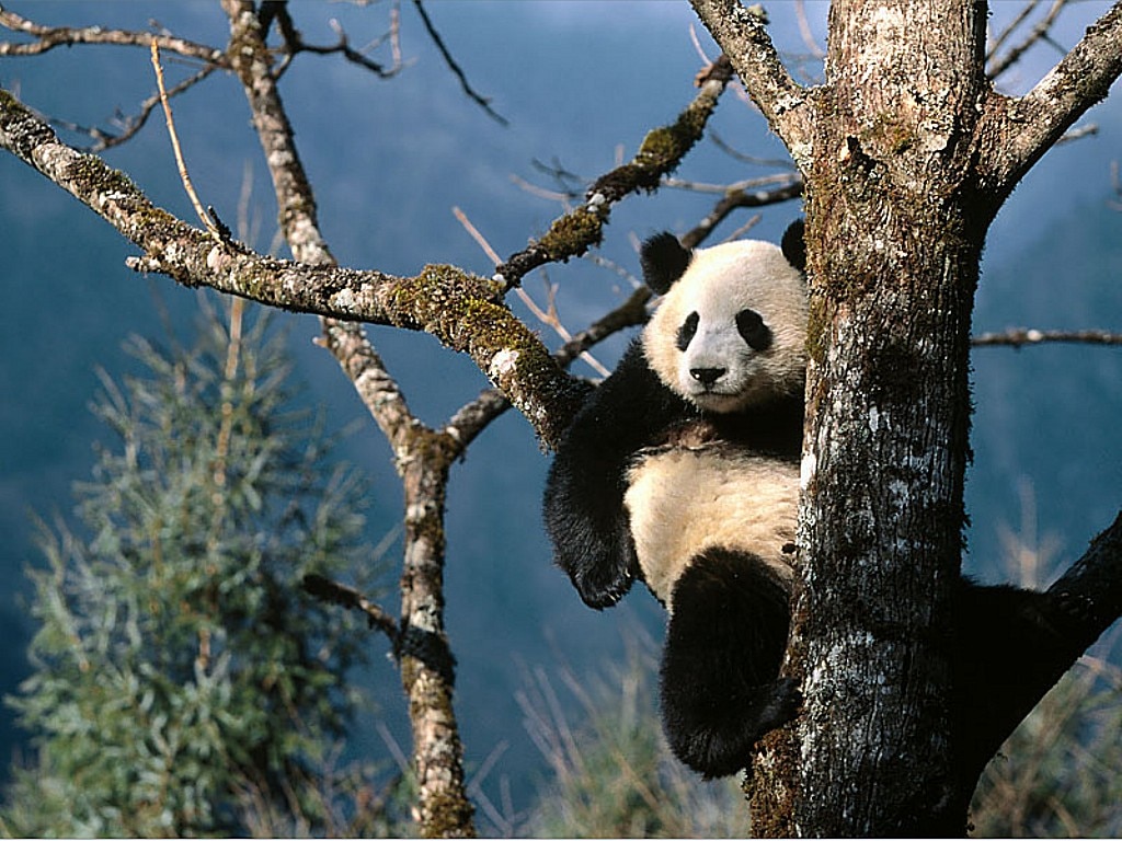 Гигантская панда фотообои, фото обои, фотография картинка