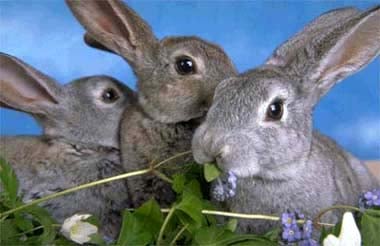 Кролики, фото фотография, грызуны