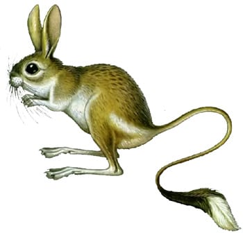 Большой тушканчик, земляной заяц (Allactaga jaculus), рисунок картинка