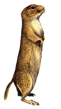 Европейский [западный, серый] суслик (Citellus citellus), картинка рисунок грызуны