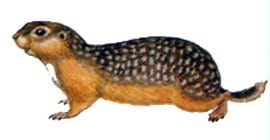 Крапчатый суслик (Citellus suslicus), рисунок картинка грызуны