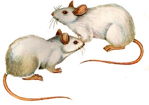 Белые крысы, рисунок картинка, грызуны