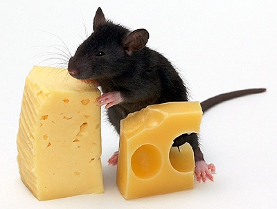 Домашняя мышь ест сыр, фото фотография, грызуны